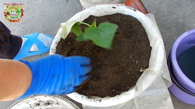 Важно! Идет холодный циклон. Как спасти рассаду огурцов от гибели смотреть онлайн