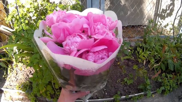 Пахучий букет из розовых пионов / Fragrant bouquet of pink peonies смотреть онлайн