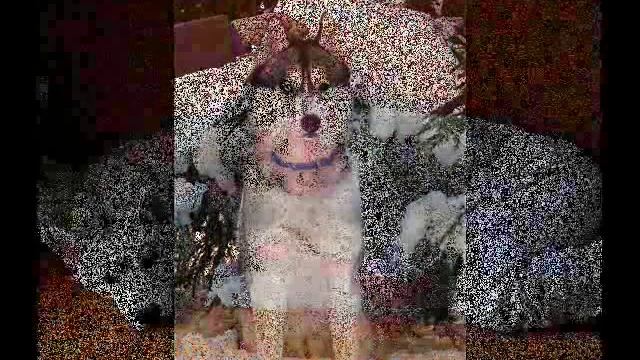 собаки хаски смотреть онлайн