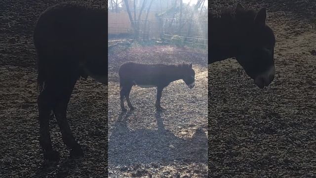 ДОМАШНИЙ ОСЁЛ смотреть онлайн