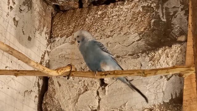 Как поет мой попугай по имени "Сфинкс" смотреть онлайн