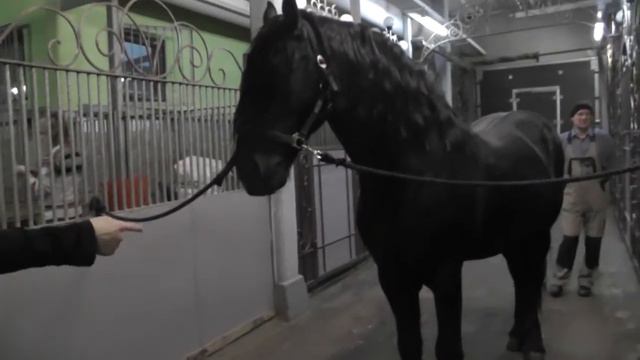Повторное чипирование фризской лошади смотреть онлайн