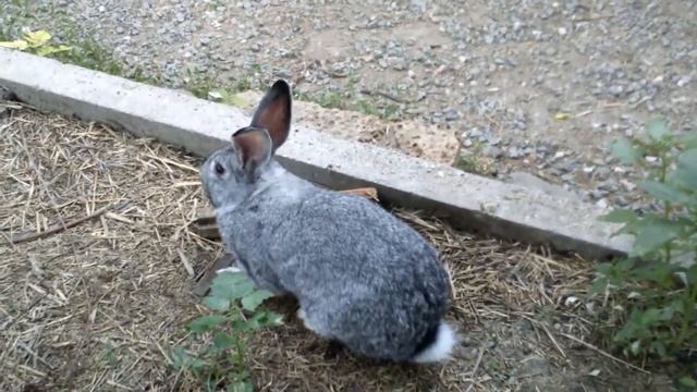 Трехин быт смотреть онлайн
