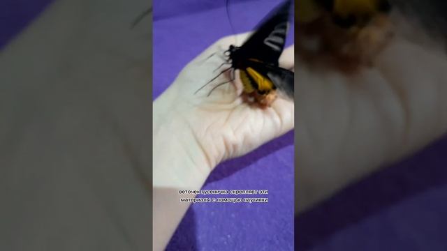 Интересные факты о бабочках смотреть онлайн