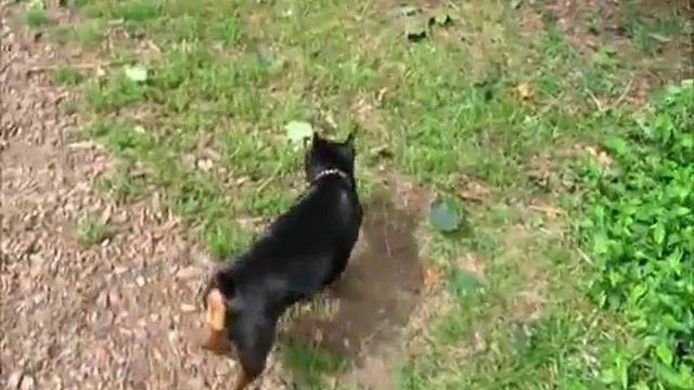 Miniature Pinscher with Rover Rescue смотреть онлайн