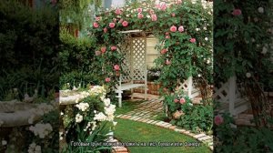 Роза Супер Дороти (Super Dorothy) — что это за повторноцветущий сорт