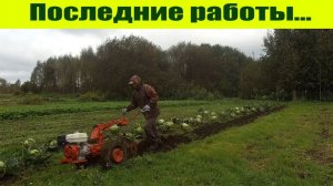 Мотоблок МТЗ: последние  полевые работы в «Урожайном огороде 2020»