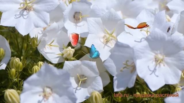 Колокольчик карпатский Вайт (white) ? обзор: как сажать, семена колокольчика Вайт смотреть онлайн