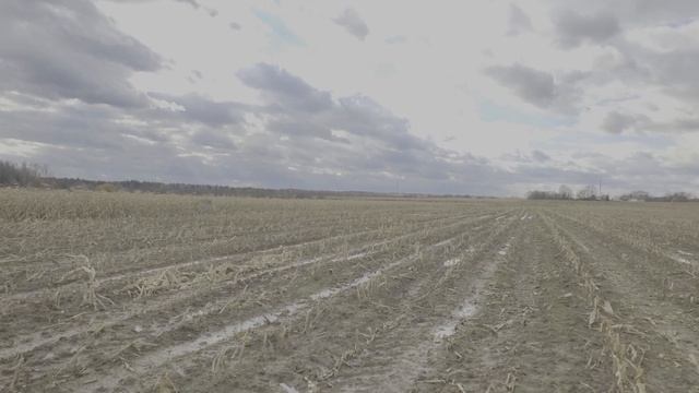 ЗЕРКАЛЬНЫЙ СКРАДОК ДЛЯ ОХОТЫ НА ГУСЯ. КАК РАБОТАЕТ В КУКУРУЗЕ. ЗЕРКАЛЬНЫЙ СКРАДОК СВОИМИ РУКАМИ. смотреть онлайн