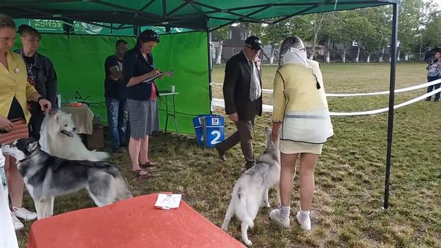 25.05.2019 Выставка CAC-UA «Весна Черноморья» (Черноморск). Сибирские хаски. Кобели юниоры смотреть онлайн