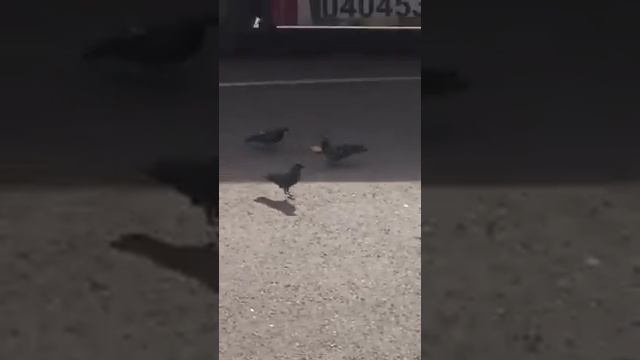 Борьба за пирожок! смотреть онлайн