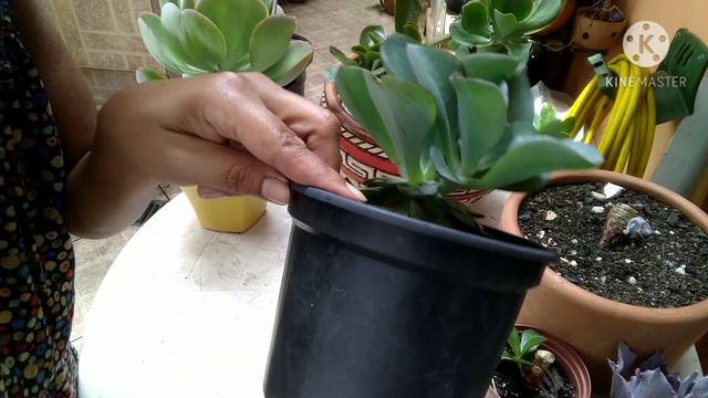 Como e porque devo decapitar minhas suculentas смотреть онлайн