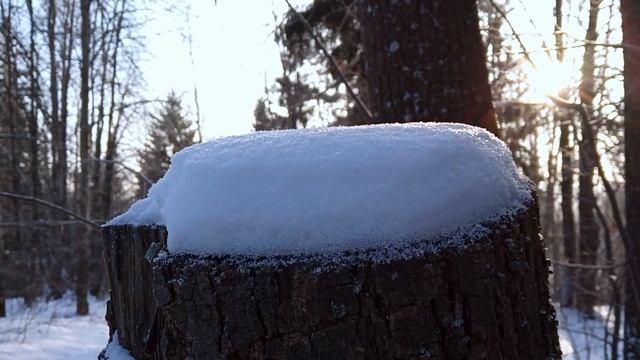 Прогулка по лесу. Часть 4, медитативная