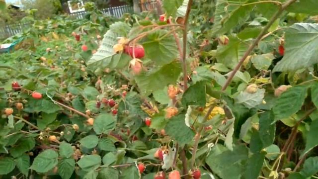 Как В РАЗЫ УВЕЛИЧИТЬ урожай ремонтантной малины!!!