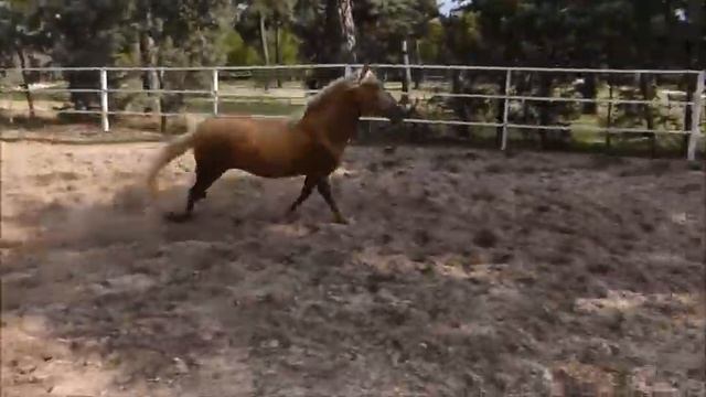 RIBES ALPINUM SEMENTAL PALOMINO P.R.E. смотреть онлайн