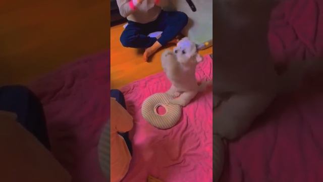 СМЕШНЫЕ ЖИВОТНЫЕ/РЖАКА/РЖАЛ ДО СЛЕЗ смотреть онлайн