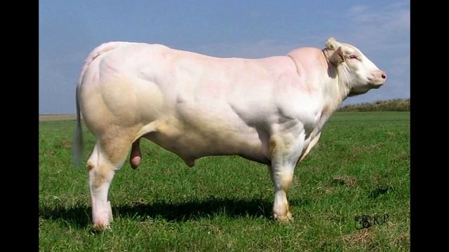 Belgiya Ko`k Buqalari (BELGIAN BLUE BULLS) Haqida Qiziqarli Ma`lumotlar.