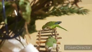 ПЕСНЯ ДРОЗДА -- УРОК ДЛЯ ОБУЧЕНИЯ ПОПУГАЯ! \THE SONG OF THE BLACKBIRD-A LESSON FOR TRAINING A PARRO