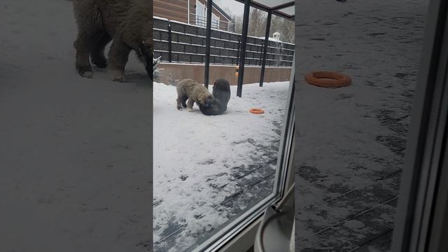 крока и муха. немецкая овчарка и щенок кавказской овчарки играют смотреть онлайн