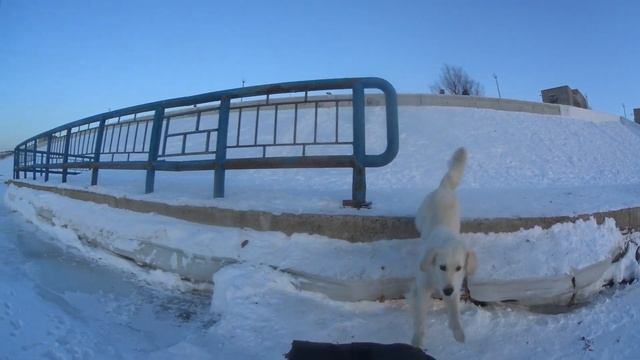 Сильно Веселая собака)) г.Омск Город глазами велосипедиста #414 смотреть онлайн