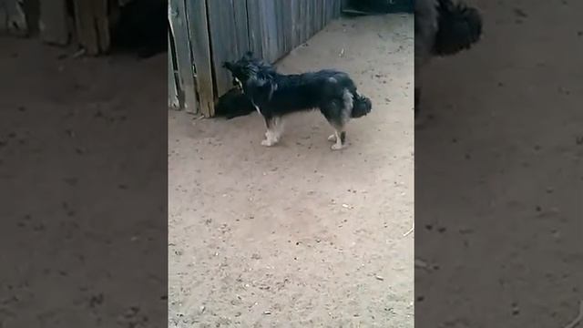 пёс трахает пса пёс гомик смотреть онлайн