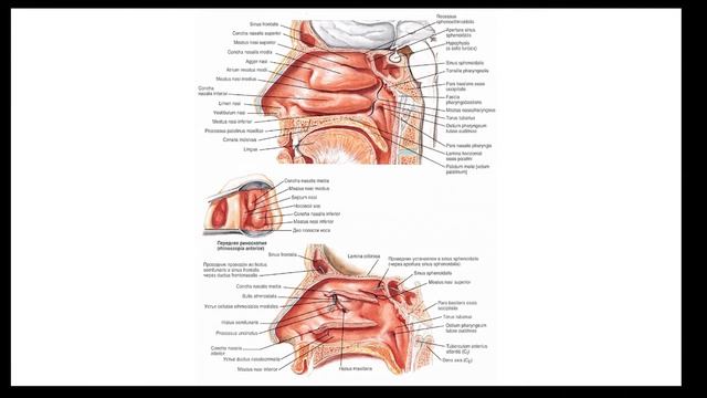 Дыхательная система (часть 3) | Видеокурс Андрея Антонова "Основы физиологии человека" смотреть онлайн