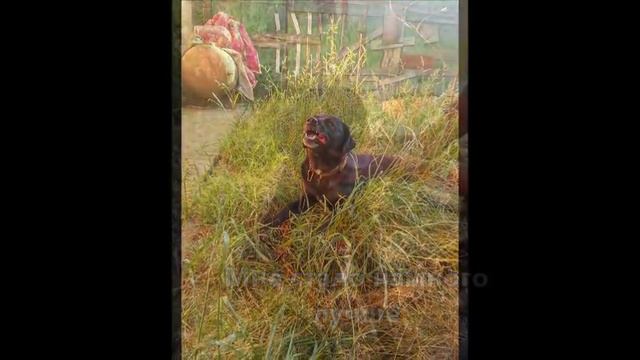 БЛЕК смотреть онлайн