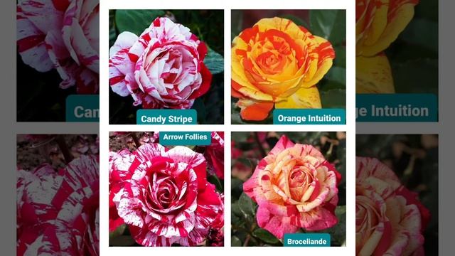 Пёстрые розы. смотреть онлайн