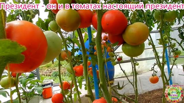 Президент - он и в томатах настоящий президент смотреть онлайн