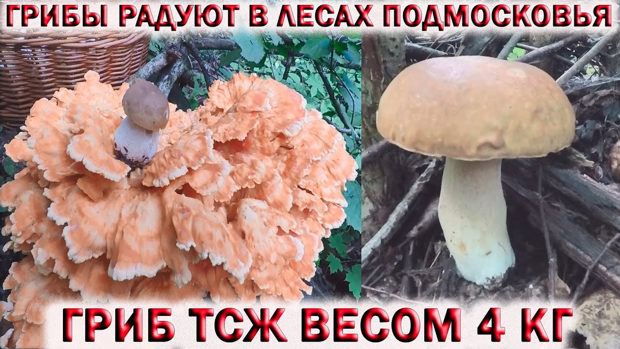 ?ГРИБЫ РАДУЮТ В ПОДМОСКОВЬЕ?БЕЛЫЕ, ПОДБЕРЁЗОВИКИ, ОПЯТА, ЛИСИЧКИ.?ТСЖ весом 4 кг!!! смотреть онлайн