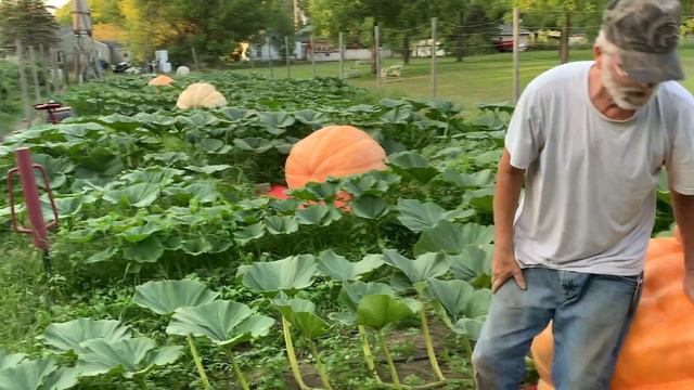 GIANT PUMPKIN Day 50 Weigh Off! + "THE WORM"Tomato 19 days on the vine ? смотреть онлайн