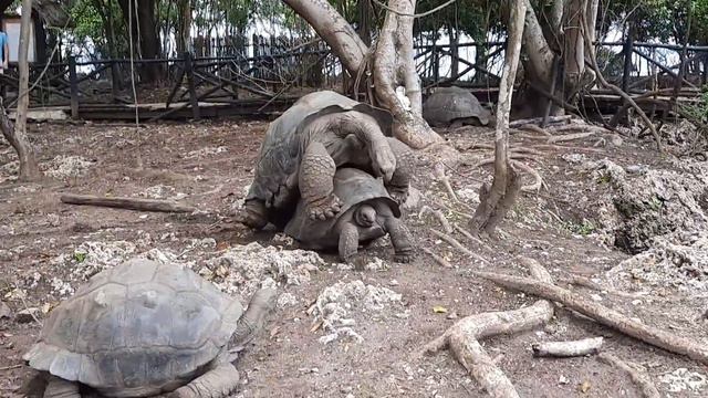 Занзибар. Большие черепахи. размножение. смотреть онлайн