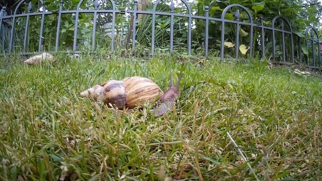 Улитки Ахатины на прогулке в ускорении 8х