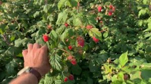 Сладкая малина Карамелька 10 сентября 19г в питомнике Школьный сад..