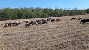 Овцеводство | Кормление овец в разные сезоны