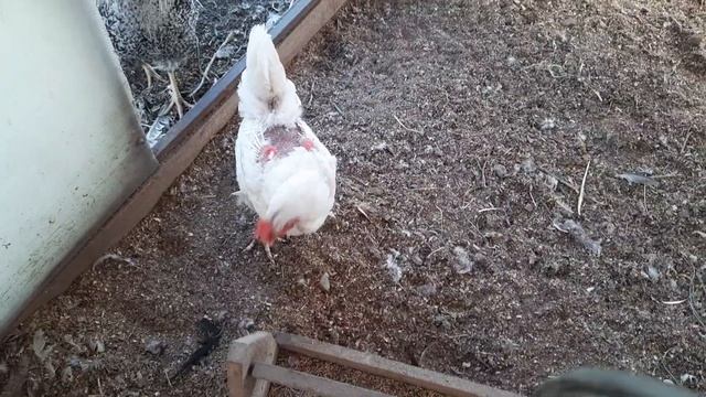 Сколько курочки несут яиц??? смотреть онлайн