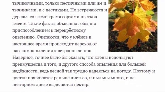 Клен остролистный – знакомое дерево смотреть онлайн