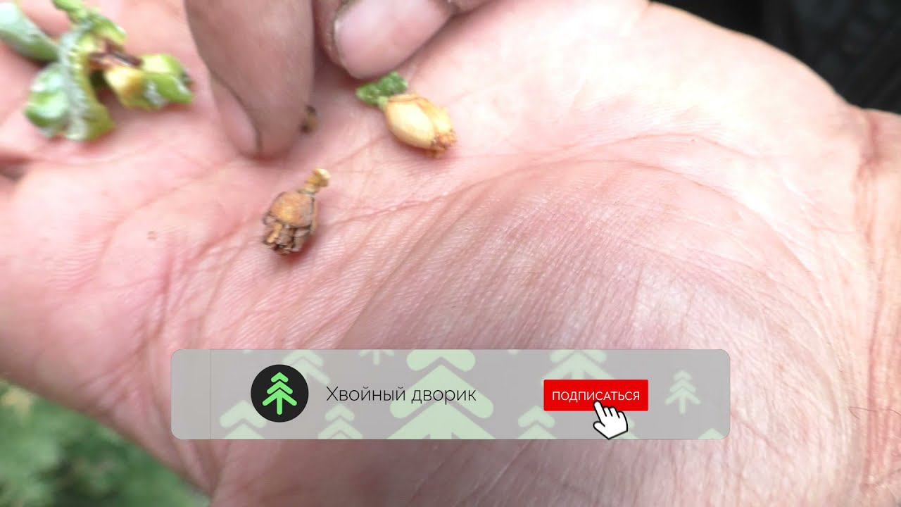 Чем отличаются шишки туи восточной от туи западной. смотреть онлайн