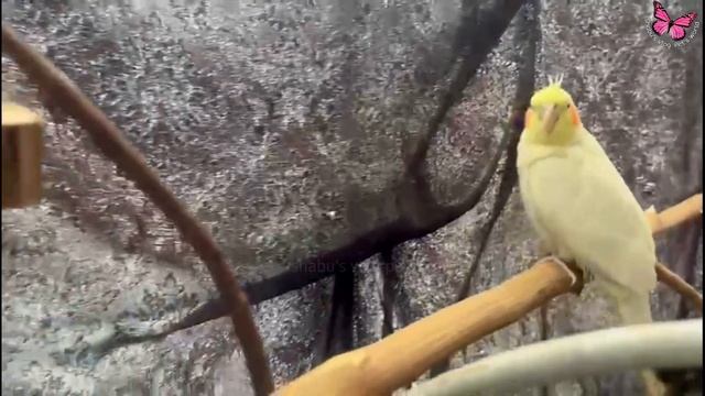 Cute Cockatiels Singing || Cockatiel Sounds #cockatiel #parrot #cockatielsinging #cookie смотреть онлайн