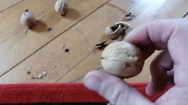 Грецкие орехи и указательный палец смотреть онлайн