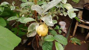 Вариегатный цитрон