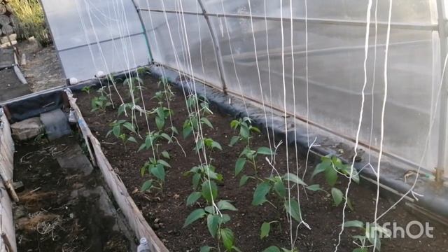 11.05.21 Похудела не спеша на 17 кг за 6,5 месяцев. Влог, огородная кампания, тарелочки. смотреть онлайн