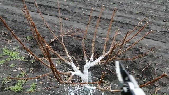 Черешня Скина, формировка KGB. смотреть онлайн