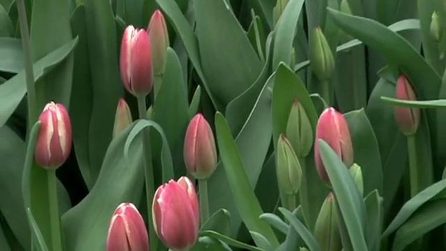 Выращивание цветов к 8 марта 28.02.2013 смотреть онлайн