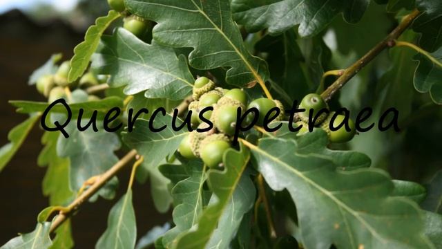 How To Pronounce Quercus Petraea?