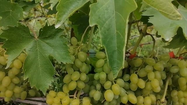 Виноград Гарольд,вже достиг-12.08.2022 рік. смотреть онлайн