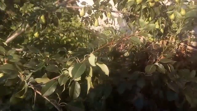 Две груши плоды смотреть онлайн