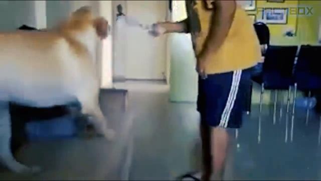 ПОСМОТРИТЕ! ? Топ 30 Моментов, Когда Животные Герои Спасли Людям Жизнь.mp4 смотреть онлайн