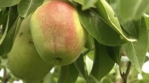 Груши  вкусные, сибирские