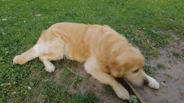 Краткий отзыв о породе золотистый ретривер